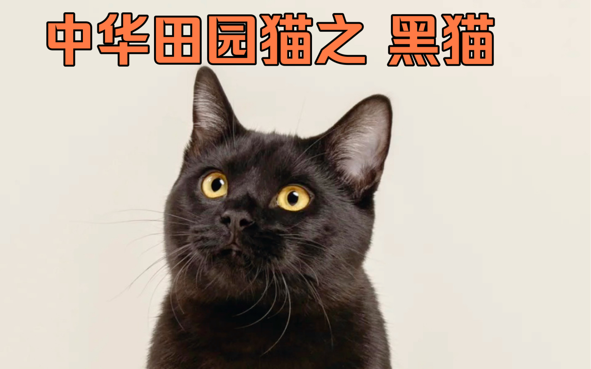 中华田园猫之 黑猫 ，也称玄猫，古代辟邪之物