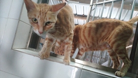 小猫爬上屋顶怎么办 a4a8d27a395441b2b323c8cc0f7c842294ff2492.jpg@280w_158h_1c_100q.jpg