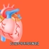 心脏传导系统的解剖