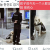 【推特2.8万转】中国搜爆犬在韩推也火了，韩国姐姐以为它是缉毒犬，要让它抓自己呢