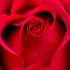 【延时摄影】玫瑰开花过程 开出了爱你的形状！！！