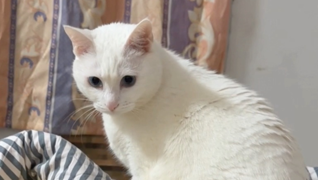 我的猫是广东人的证据