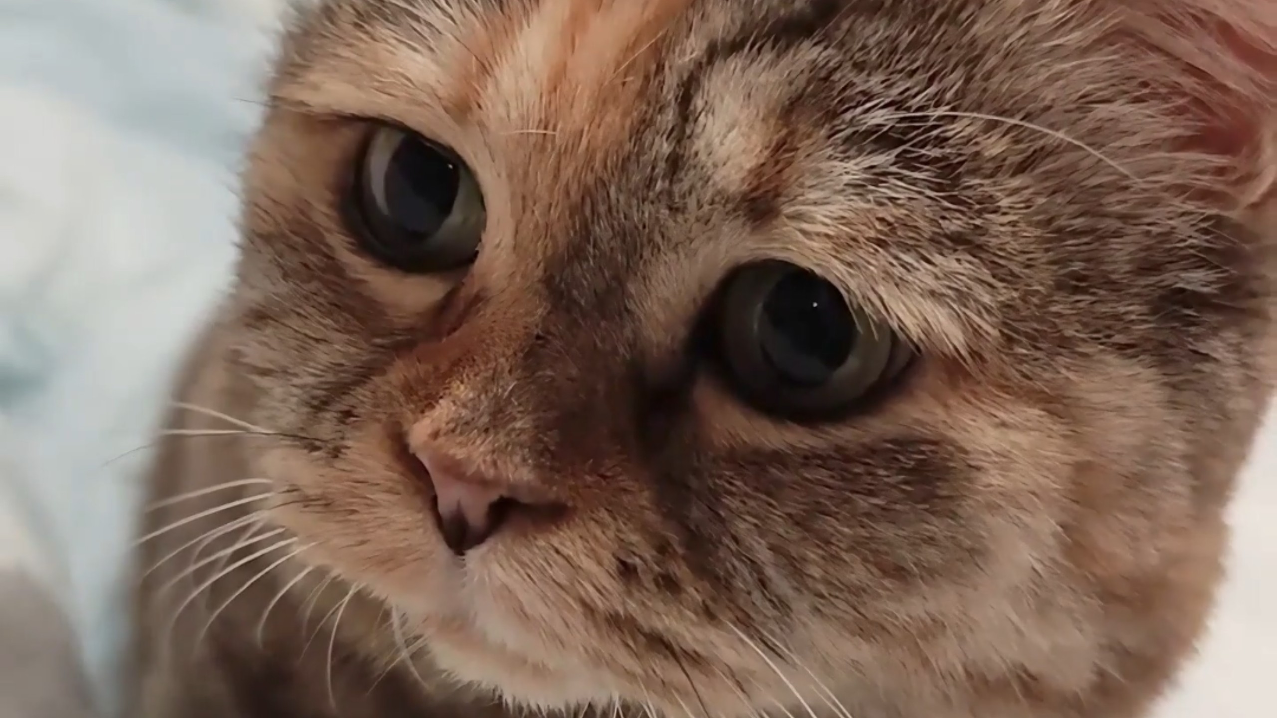 天热了就不需要猫猫了吗？
