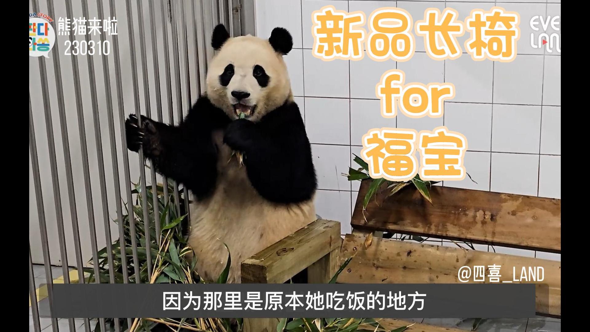 中字丨熊猫来啦丨小熊精福宝为了要竹子还跟爷爷示威呢！原来长椅从制作到使用需要花费很多心思 宋爷爷辛苦了