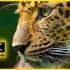 8K视频超高清-8K视频收集野生动物