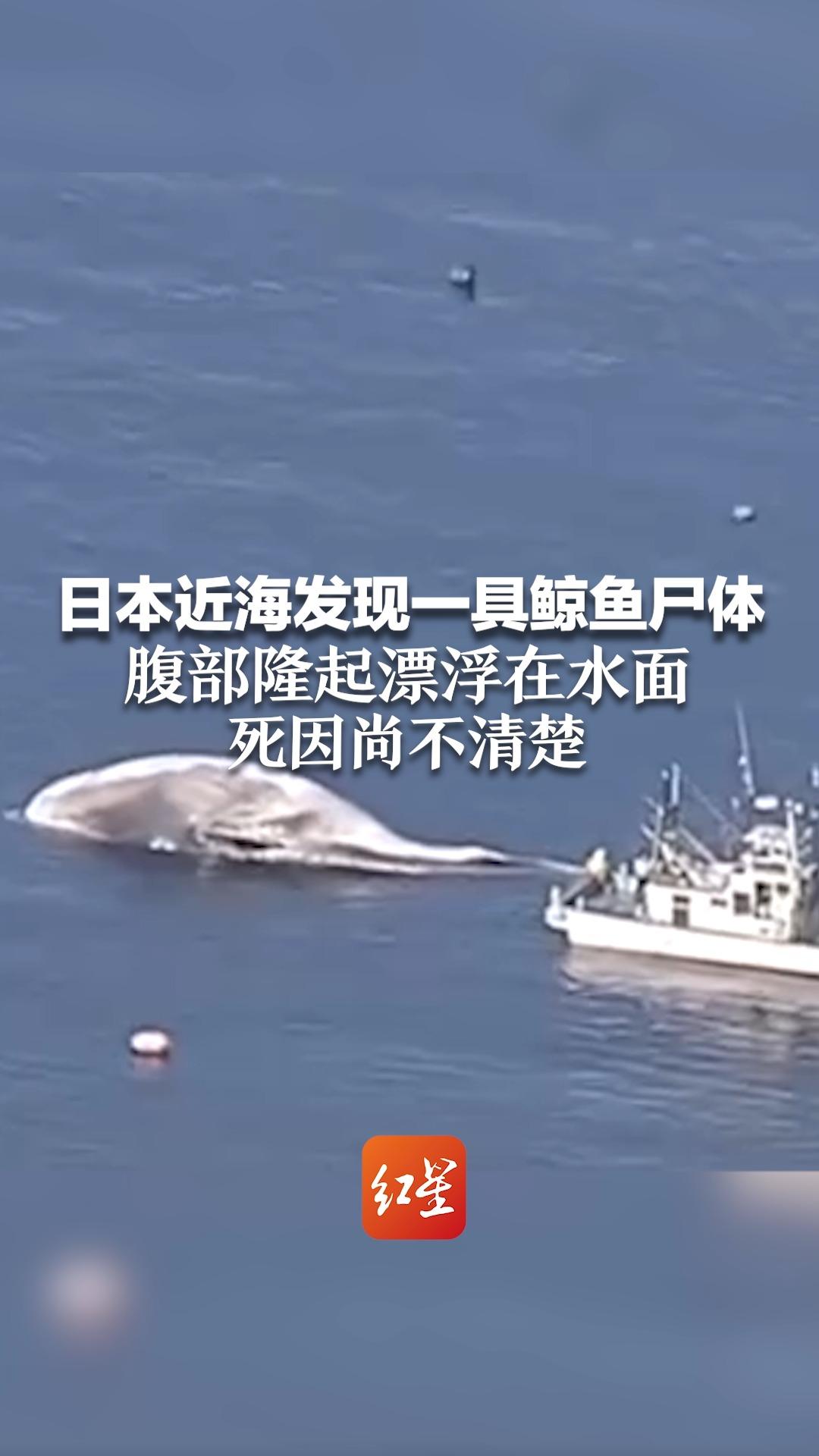 日本近海发现一具鲸鱼尸体 腹部隆起漂浮在水面 死因尚不清楚