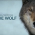 【国家地理频道】野性黄石：女狼 Wild Yellowstone She Wolf