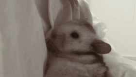 a5371225cb0e12df40dee0e99400c2c84cc735b9.jpg@280w_158h_1c_100q.jpg