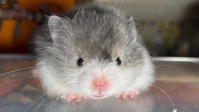 嘻嘻小猫 a5388119f12acfa603e4a99c351d84a07f3b2af3.jpg@280w_158h_1c_100q.jpg