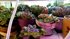 a53a03afa52ab2ee9e84acd6bcbc8ea7377f5ba9.png@280w_158h_1c_100q.jpg