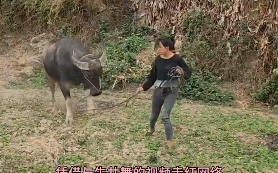 贵州女孩与牛共舞走红，背后故事令人心酸