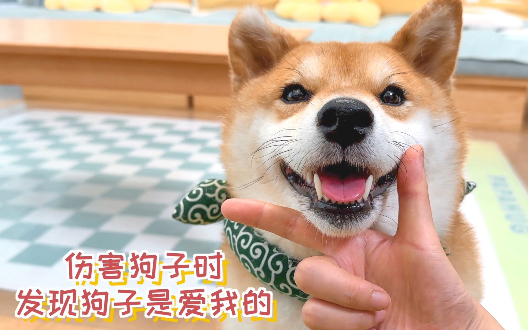 春节前狗狗造型馒头销售火爆，50平米小店一天卖万元|馒头|造型|小店_新浪新闻