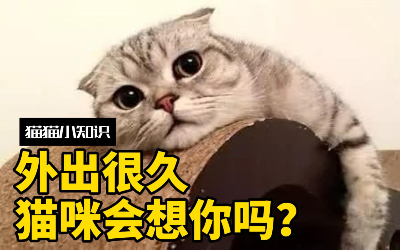 春节留守在家的小猫咪，有多想主人？