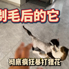 给猫剃毛相当于人类纹身那是天不怕地不怕