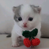 超越妈妈美貌的小奶猫