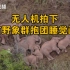 云南迁徙象群抱团“躺平”，小象依偎着大象睡觉，离群公象未返