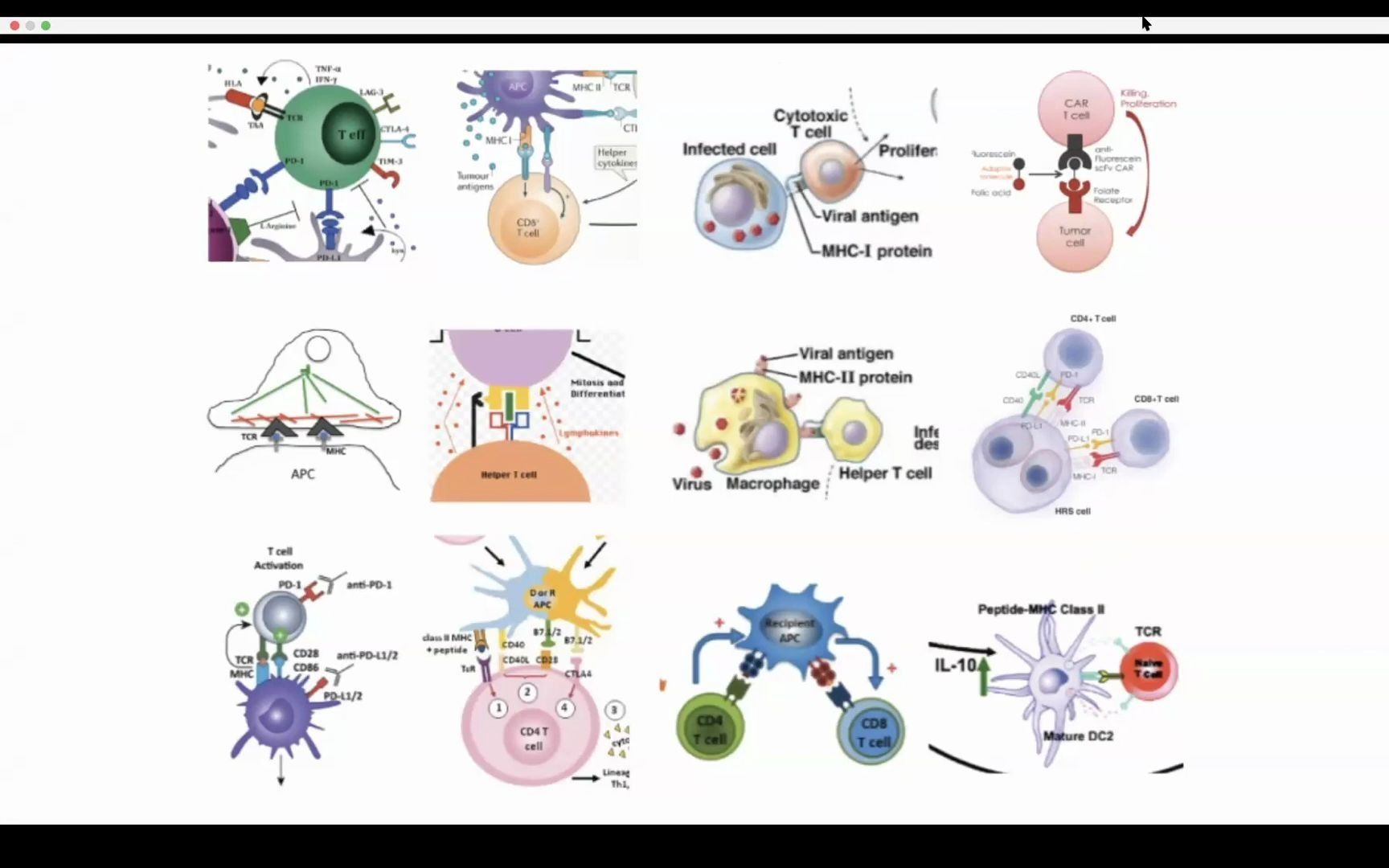 【科研绘图神器】Mitochondrial ———Biorender Learning Hub