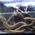 【youtube】震惊！日本小哥养大黄鳝当宠物