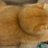怎么会有这么胖的猫咪~！！！