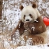 陕西：野生棕色大熊猫现身长青自然保护区