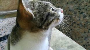 一只猫大战10只老鼠 a5b6d0b9ae90c2eec9631c28502d634c18a6f7b7.jpg@310w_174h_1c_100q.jpg