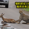 猎豹捕获小羚羊竟另有所图，结果出人意料
