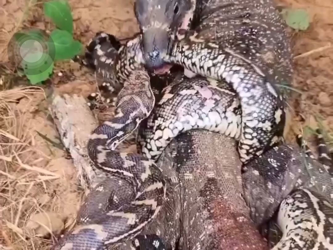 This lizard is so brave. He'll eat anything.