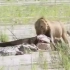 一只雄狮与一条鳄鱼争夺食物