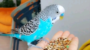 a5cd7326e43aa58af6c516d1a230336e3ccb31db.jpg@310w_174h_1c_100q.jpg