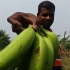 【印度农村生活】摘下来就做——绝对新鲜的香蕉丸子料理