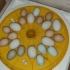 孵化器已经装不下了，新来的蛋只能挤挤了！
