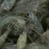 青虾人工养殖技术 青虾养殖教程 高产养殖技术
