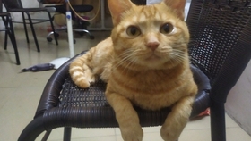 一只猫会舔你吗 a61b1f58733f6bd867573a408e59ac1543165194.jpg@280w_158h_1c_100q.jpg