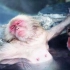 引爆中国游客围观！日本现人猴共浴温泉，难道他们是猴子进化的？
