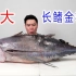 试吃一条52斤的超大长鳍金枪鱼，烤鱼脖外酥里嫩，香的不得了