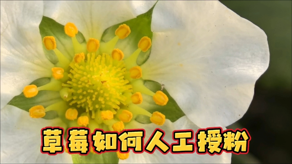 草莓可以人工授粉吗，草莓如何人工授粉？