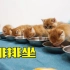 金渐层小奶猫排排坐吃饭饭！