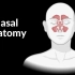 鼻解剖（软骨、鼻腔、鼻窦、鼻道、鼻黏膜）