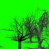 绿幕抠像枯萎的树木