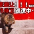 【故宫猫】今天的当班带爪侍卫是小老虎！丨4K/120P