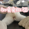 测一测兔兔肛温