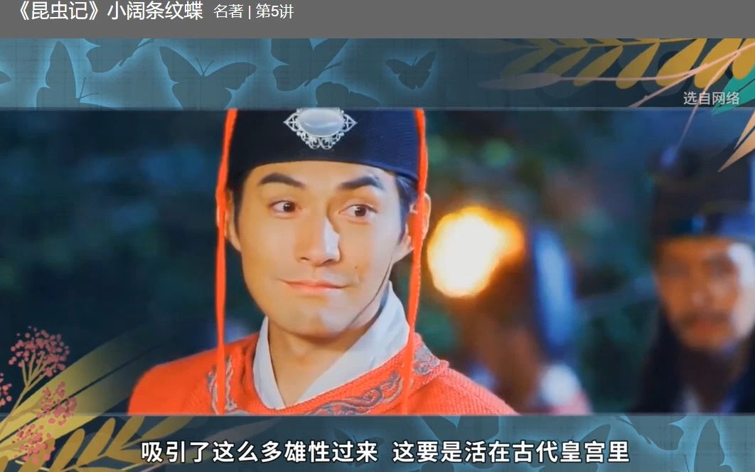 4、小阔条纹蝶
