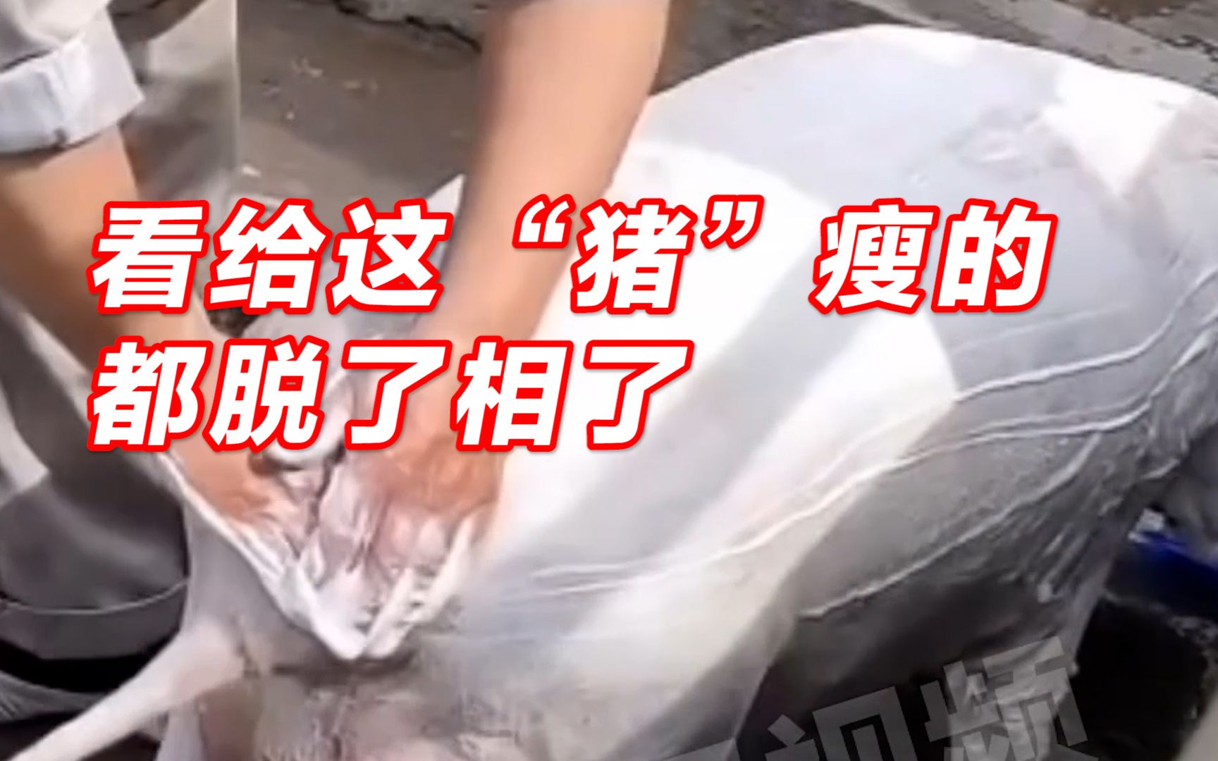 浙江宁波一市民河边给120斤狗狗洗澡，路人误会：这看着也太像一头猪了吧！