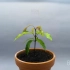延时摄影一年，记录芒果种子生长过程