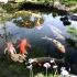 后院的锦鲤池