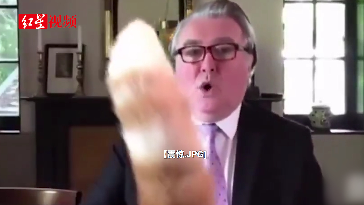 英国议员视频会议时 突然蹦出一条毛茸茸的尾巴！