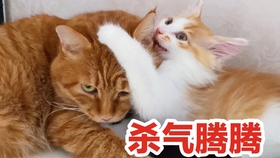 a6ce3fe0ef1c82d10f9807b36f0acd7c38759ef3.jpg@280w_158h_1c_100q.jpg