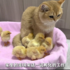 猫咪孵化出了一窝小鸡、鸡妈妈上门寻子、母猫根本不搭理