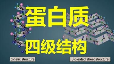 【生物化学】分分钟记住 <em class="keyword">蛋白质</em>的四级<em class="keyword">结构</em>：肽键肽链/α螺旋β折叠/模体<em class="keyword">结构</em>域亚基/锌指<em class="keyword">蛋白</em>→详解