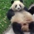 #大熊猫囡囡# 熊打滚